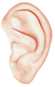 left ear diagram