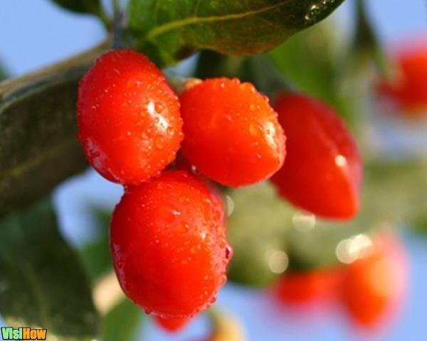 lose your weight goji berry
