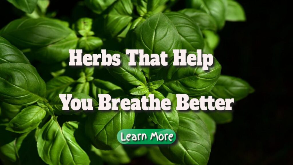 herbs that help you breathe better