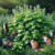 Cat Nip Grass: Essential Insights for Feline Enthusiasts