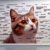 Cat Meme Strategies for Achieving Feline Internet Stardom