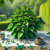 Joint Pain Herbal Remedies Now Accessible in the UK