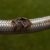 Burst Pipes and Flexi Hoses: Emergency Plumber Tips