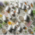 Herbal Supplements for Energy: Your Essential Usage Guide