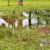Stormwater Drain Solutions: Uncovering Causes in Wollongong