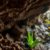Belizean Caves: Discovering Biodiversity and Archaeology