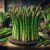 Grilled Asparagus with Lemon Zest: A Tasty Treat